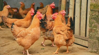 越南发现首宗人类感染H9N2禽流感　WHO发布紧急警告