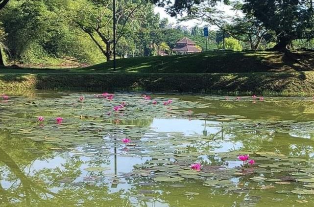 李永球指太平湖公园的睡莲和莲花，出现四处蔓延生长的现象，认为应保持在特定的区域生长。（李永球提供）