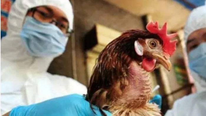 全球首例 河南4岁男童感染H3N8禽流感